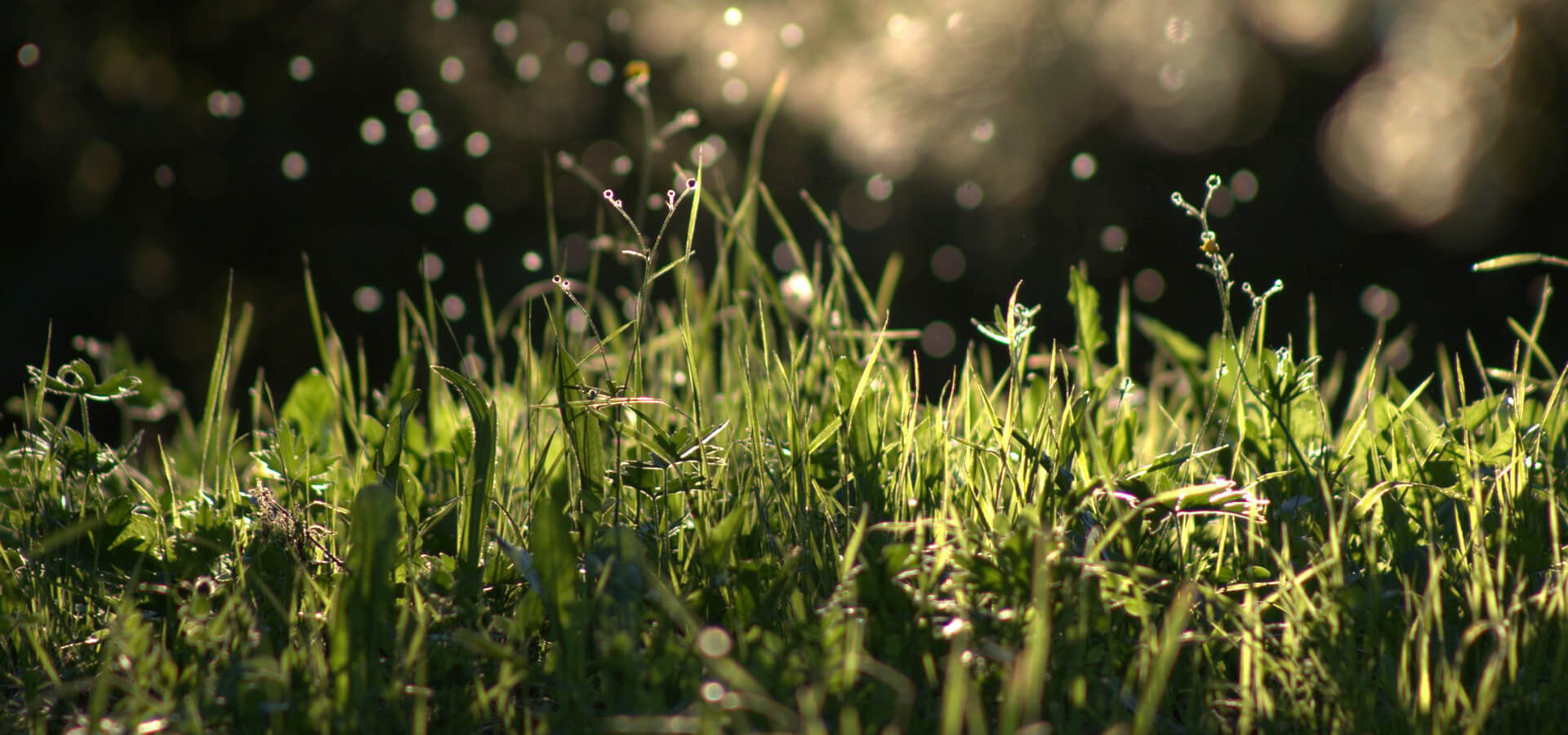 #slidecaption1 Agroecology & Digital Twins